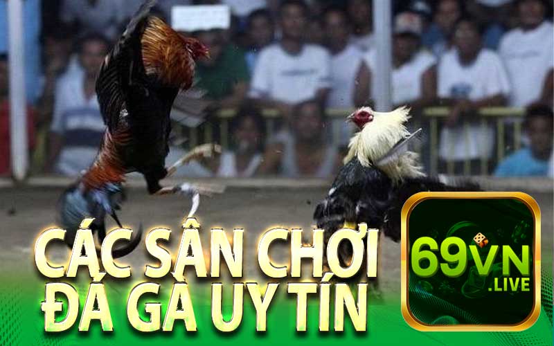 Các Sân Chơi Đá Gà Uy Tín