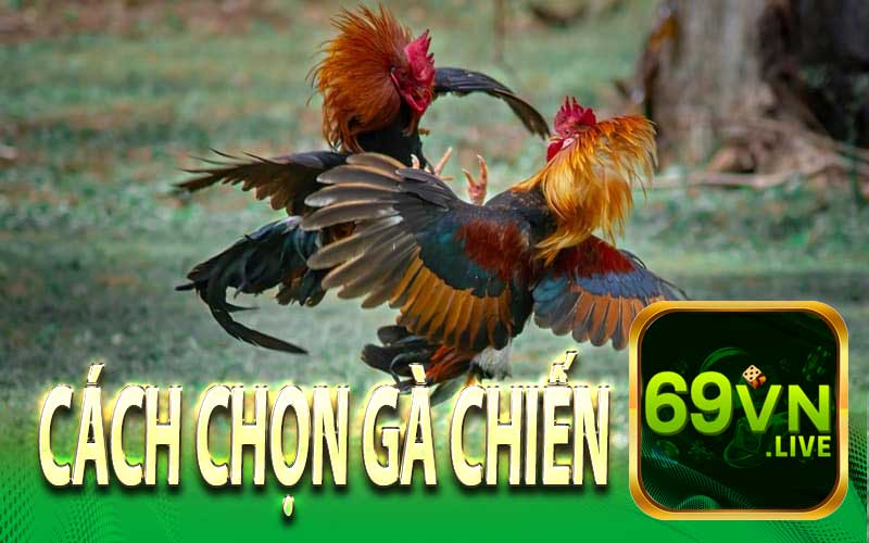 Kinh Nghiệm Chọn Gà Chiến Cùng 69VN