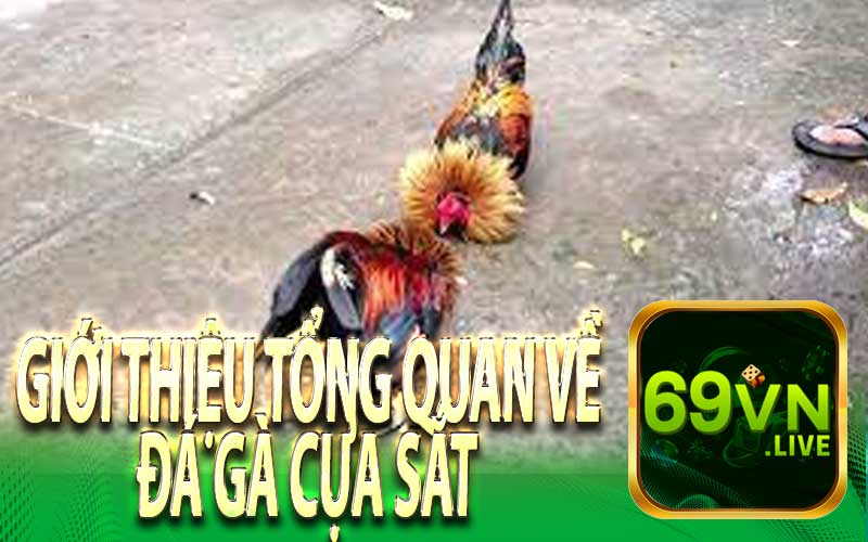 Giới Thiệu Tổng Quan Về Đá Gà Cựa Sắt