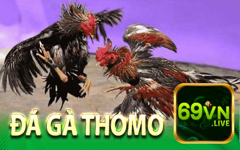 Giới Thiệu Tổng Quan Về Đá Gà Thomo Tại 69VN