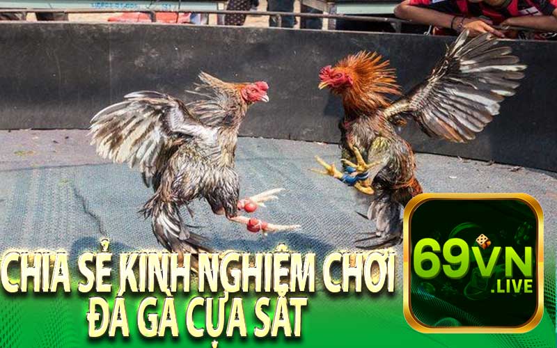 Chia Sẻ Kinh Nghiệm Chơi Đá Gà Cựa Sắt